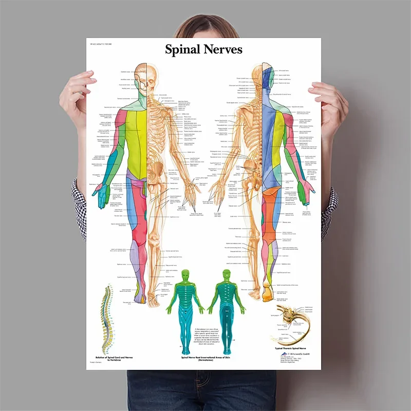 İnsan Organları Beyin Karaciğe - Badminton Poster incelemesi ve fiyatı