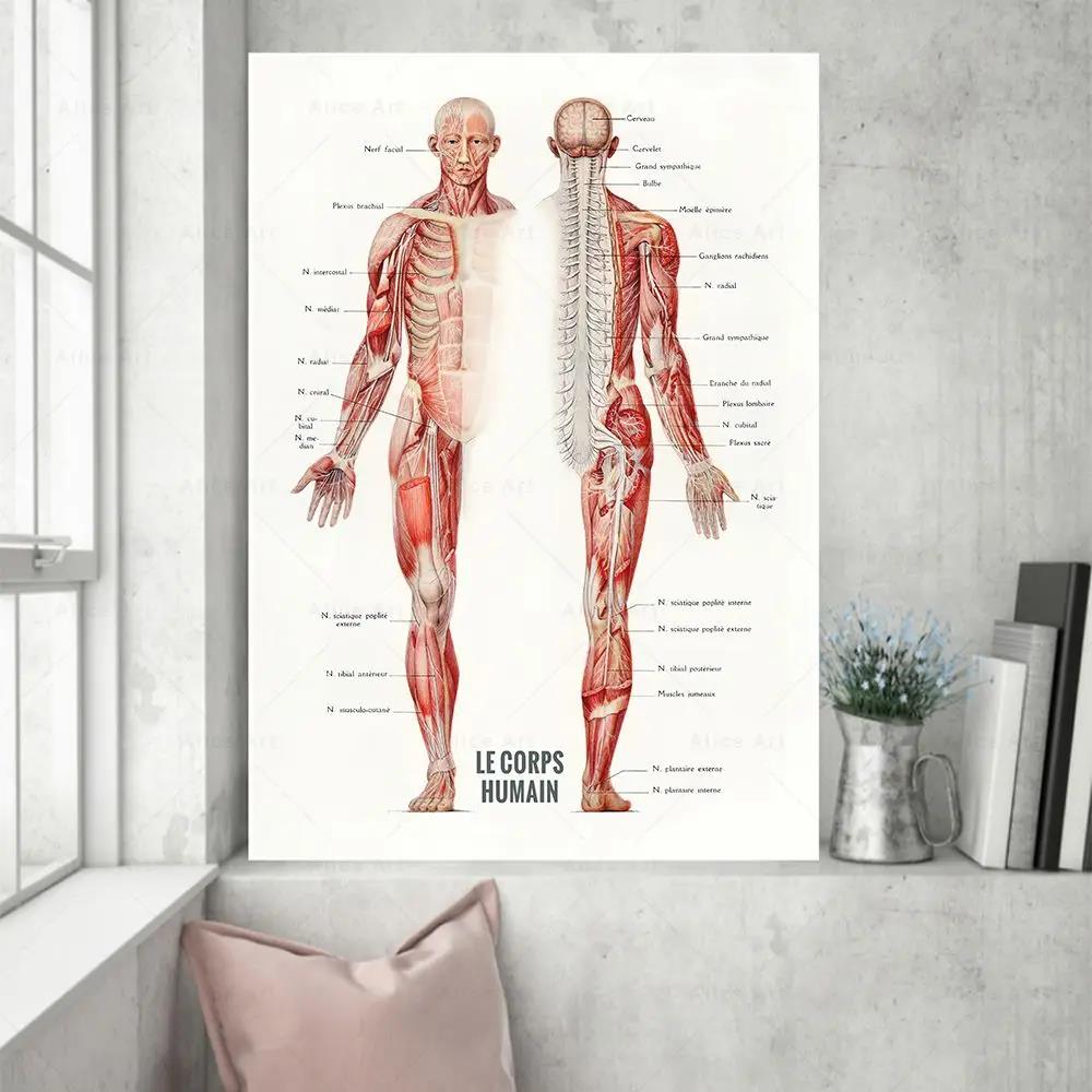 İnsan Kası Vücut Geliştirme An - Badminton Poster incelemesi ve fiyatı
