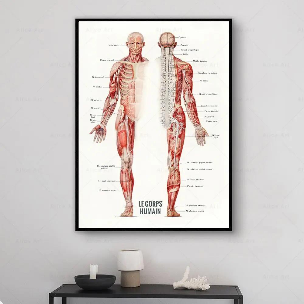 İnsan Kası Vücut Geliştirme An - Badminton Poster incelemesi ve fiyatı