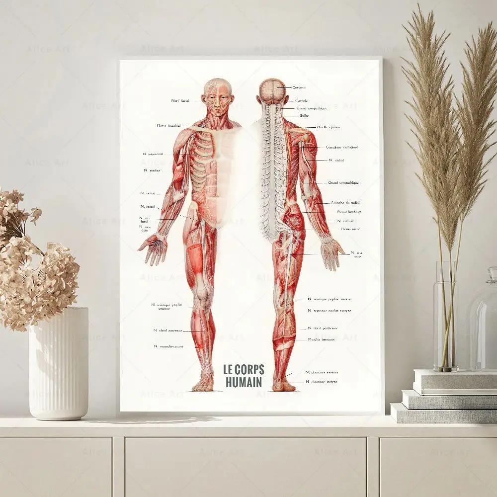 İnsan Kası Vücut Geliştirme An - Badminton Poster incelemesi ve fiyatı